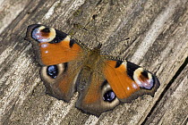 Peacock Butterfly (Inachis io), displaying false eyespots, Europe