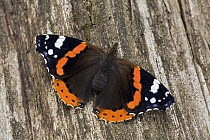 Red Admiral (Vanessa atalanta) butterfly, Europe