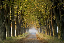 Tree-lined road with fall colored trees, Europe