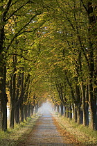 Tree-lined road with fall colored trees, Europe