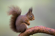 Eurasian Red Squirrel (Sciurus vulgaris) on branch, Europe