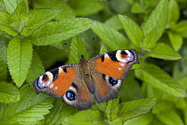 Peacock Butterfly (Inachis io), showing false eyespots, Europe