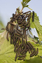 Small Tortoiseshell (Aglais urticae) caterpillars eating leaf, Europe