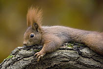 Eurasian Red Squirrel (Sciurus vulgaris) resting on branch, Europe