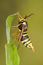 Hornet Moth (Sesia apiformis), a hornet mimick, Europe