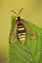Hornet Moth (Sesia apiformis), a hornet mimic, Europe