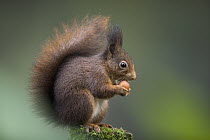 Eurasian Red Squirrel (Sciurus vulgaris) eating nut, Europe