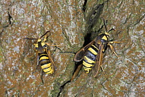 Hornet Moth (Sesia apiformis) pair, hornet mimics, Europe