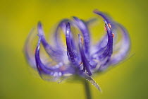 Round-headed Rampion (Phyteuma orbiculare) flower, Austria