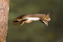 Eurasian Red Squirrel (Sciurus vulgaris) leaping from tree trunk with nut in its mouth, Europe