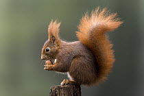 Eurasian Red Squirrel (Sciurus vulgaris) eating nut, Europe
