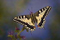 Oldworld Swallowtail (Papilio machaon) butterfly on flower, Europe