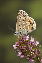 Adonis Blue (Lysandra bellargus) butterfly on flower, Europe
