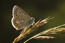Adonis Blue (Lysandra bellargus) butterfly on grass, Europe