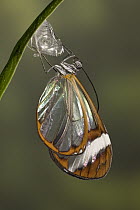 Glasswing (Greta oto) butterfly, newly emerged from chrysalis, native to South and Central America