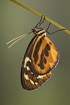 Tiger Heliconian (Heliconius ismenius) butterfly, South America