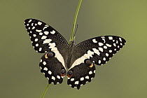 Common Lime (Papilio demoleus) butterfly, southern Asia