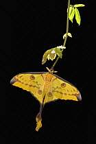 Madagascar Moon Moth (Argema mittrei), Madagascar