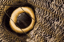 Owl Butterfly (Caligo memnon) wing with false eye spot, South America