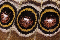 Blue Morpho (Morpho peleides) butterfly wing with false eyespots, Costa Rica