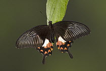 Common Mormon (Papilio polytes) butterfly female, southern Asia