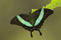 Emerald Swallowtail (Papilio palinurus) butterfly, southern Asia
