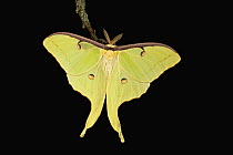 Luna Moth (Actias luna) on branch at night, North America