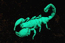 Emperor Scorpion (Pandinus imperator) photographed under ultraviolet light, Africa