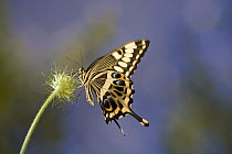 Emperor Swallowtail (Papilio ophidicephalus) butterfly on flower, Africa