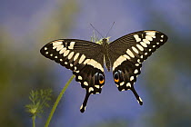Emperor Swallowtail (Papilio ophidicephalus) butterfly on flower, Africa