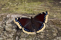 Mourning Cloak (Nymphalis antiopa) butterfly, Europe