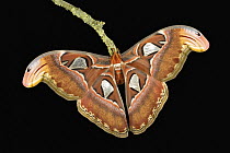Atlas Moth (Attacus atlas), wing tip mimics a snake head which deters bird attacks, Asia