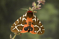 Garden Tiger (Arctia caja) moth on flower, Europe