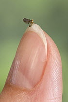 Pygmy Moth (Ectoedemia groschkei) on finger, Croatia