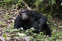 Chimpanzee (Pan troglodytes) male, Gombe Stream National Park, Tanzania