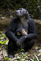 Chimpanzee (Pan troglodytes) mother with baby, Gombe Stream National Park, Tanzania