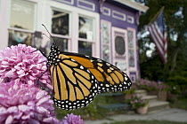 Monarch (Danaus plexippus) butterfly resting on flower in a front yard during migration, Cape May, New Jersey