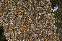 Monarch (Danaus plexippus) butterflies with closed wings in overwintering colony, Michoacan, Mexico