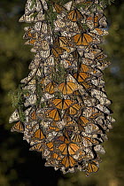 Monarch (Danaus plexippus) butterfly cluster, some individuals are basking while most have their wings closed, Michoacan, Mexico