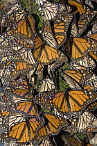 Monarch (Danaus plexippus) butterflies basking in the midday sun, Michoacan, Mexico