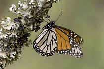 Monarch (Danaus plexippus) butterfly basking in the midday sun, Michoacan, Mexico