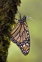 Monarch (Danaus plexippus) butterfly drinking by using its proboscis to sip water from its body, USA