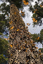 Monarch (Danaus plexippus) butterfly overwintering colony, Michoacan, Mexico