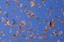 Monarch (Danaus plexippus) butterflies flying during a warm day, Michoacan, Mexico