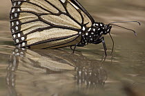 Monarch (Danaus plexippus) butterfly drinking water and taking up minerals, Michoacan, Mexico