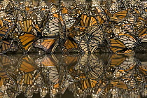 Monarch (Danaus plexippus) butterflies gathering to drink water and take up minerals, Michoacan, Mexico