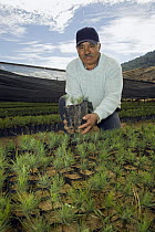 Monarch (Danaus plexippus) butterfly habitat restoration, man holding plants that will be used to replant areas of forest to re-establish overwintering sites, Michoacan, Mexico