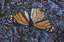 Monarch (Danaus plexippus) butterfly dead on the ground after wet and cold weather, Michoacan, Mexico