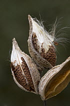 Milkweed (Asclepias sp) pods, Richard Bong State Recreation Area, Wisconsin