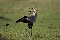 Secretary Bird (Sagittarius serpentarius), Masai Mara National Reserve, Kenya